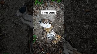 Creative Art of River Otter 🌿✨️🦦 creative art shorts [upl. by Hellah]