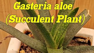 Gasteria aloe Gasteria acinafolialace aloe Aloe flow Aloe aristrata [upl. by Aken]