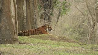 Waterwoods Resort Kabini [upl. by Drofub177]