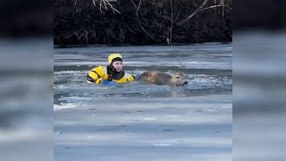 Owatonna firefighter rescues deer trapped in icy water [upl. by Acinahs]