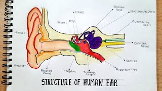 Full Details Structure of Human ear diagram  stepbystep [upl. by Attenrad300]