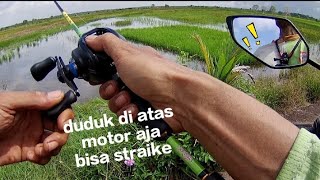 BERKAH DI BULAN RAMADHAN  Casting ikan gabus [upl. by Ailad]