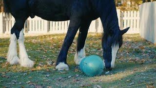 Aiden amp Dustin the Clydesdale Horses  Animal Spotlight [upl. by Larissa]