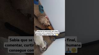 Assista até o final ❤️🙏🏽🥺gatos gatoderua protetoresdeanimais [upl. by Megdal880]