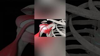 Shoulder Labral Tear Repair medicalanimation health shorts [upl. by Older]