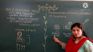 Std XI  Role of pigments and photoexcitation of Chlorophyll  Photosynthesis [upl. by Virginie]