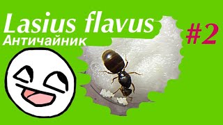 Lasius flavus 2 Античайник [upl. by Nerraf771]