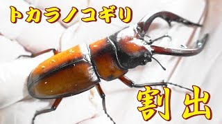 トカラノコギリクワガタの産卵セットの割り出し動画 Beetle or stag beetle videos [upl. by Akiner]