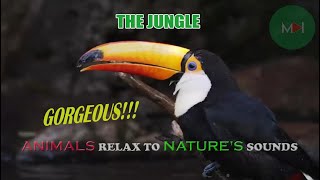 THE JUNGLE IS GORGEOUS  ANIMALS RELAX TO NATURES SOUNDS [upl. by Donny]