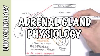 Endocrinology  Adrenal Gland Hormones [upl. by Nylkoorb]