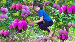 Harvest Purple Mango Go to the market sell amp Make super spicy mango salad  Lý Tiểu Luyến [upl. by Tnomed827]