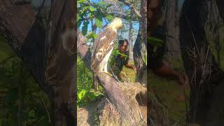 Guy See Eagle in the forest part 01 eagle wadingbirds hawkeagle martialeagle aviary wildlife [upl. by Delphina]