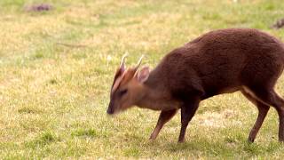 Woodland Wildlife of Britain Muntjac Deer Reevess Muntjac Muntiacus reevesi [upl. by Ettesel]