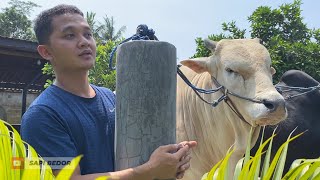 MAS HERMAWAN BERSAMA GAPLO APAKAH BERANGKAT KELAMPUNG❓️❗️🔥🔥🔥 [upl. by Adnala382]