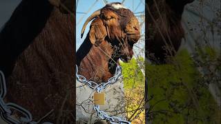 La Poderosa Raza Caprina Boer El Gigante de la Producción de Carne 🐐🥩 [upl. by Mathre]