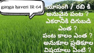 Best paddy seed for rabi  best paddy seed for Yasangi  video1  Telugu paddy cultivation [upl. by Ecylla417]