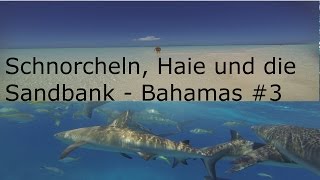 Schnorchel Haie und die Sandbank  Bahamas 3 [upl. by Mariel6]