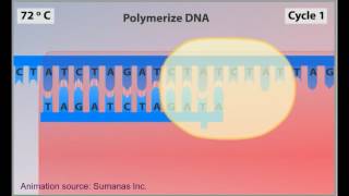 PCR animation  polymerase chain reaction [upl. by Idola206]