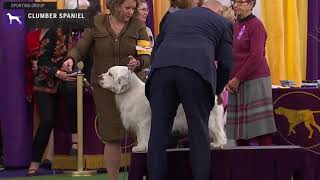 Spaniels Clumber  Breed Judging 2020 [upl. by Ecinwahs]