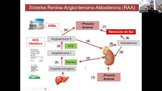 Sistema Renina Angiotensina Aldosterona SRAA [upl. by Aivull74]