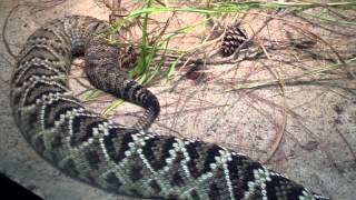 Large Venomous Eastern Diamondback Rattlesnake at the Atlanta Zoo [upl. by Noletta]