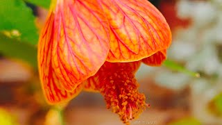 Red vein Indian mallow [upl. by Arvy]