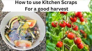 How to Make Liquid Fertilizer From Kitchen scraps  Liquid Fertilizer For Plants [upl. by Yrailih]