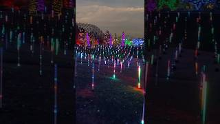 First Light Show of the Season shorts lights christmas colorado garden [upl. by Bower]