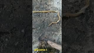 Brahminy snake or Flower pot snake nature short shortvideo shortviral [upl. by Mitzl259]