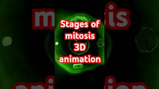 Stages of Mitosis 3d shorts [upl. by Napoleon842]