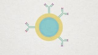 Bcell Plasma and Memory cell Animation [upl. by Clarine]