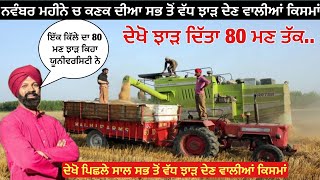 High yield wheat varieties  ਪਿਛਲੇ ਸਾਲ ਕਣਕ ਦੀਆ ਇਹਨਾਂ ਕਿਸਮਾਂ ਨੇ ਦਿੱਤਾ ਰਿਕਾਰਡ ਤੋੜ ਝਾੜ [upl. by Dnilazor344]