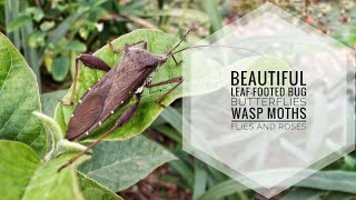 Beautiful Leaffooted Bugs Butterflies Wasp Moths Flies and Roses [upl. by Einner]