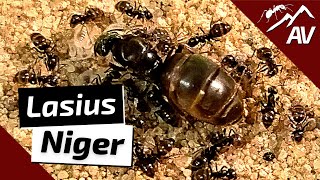 Lasius Niger The Black Garden Ants  Ant Guide [upl. by Vyse]