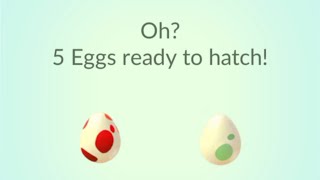 Hatching 2km and 12km eggs pokemon go shiny igglybuff [upl. by Rednasela]