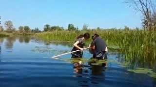 Benthic Invertebrate Sampling [upl. by Uzzi450]