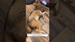 This family rescued a coyote in distress and then this happened animalshorts shortvideo [upl. by Idalia]