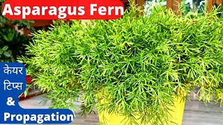 How To Grow Asparagus Fern Plant  Care And Propagation Tips [upl. by Patric]