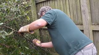 Reducing the Size of a Pyracantha Hedge [upl. by Aztiray324]