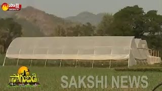 Sakshi Sagubadi 18th January 2017  Polyhouse Farming Profits And Advantages [upl. by Subocaj]