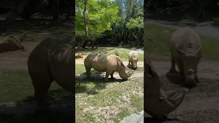 Kilimanjaro Safaris Animal Kingdom White Rhinos [upl. by Ortrude]