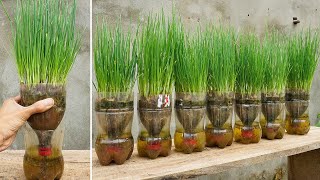 5 Tips How to Grow a Ton of Onions in One Container or Garden Bed [upl. by Bastien978]