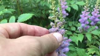 Astilbe ArendsiiGruppe und Astilbe chinensis Pumila [upl. by Keary]