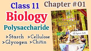 Polysaccharide Starch Glycogen Cellulose Chitin Chapter 01 Biological molecules Sindh board [upl. by Craggie]