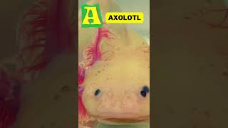 Animal Song Alphabet A alphabet animals sea kids abcd english fish nurseryrhymes song baby [upl. by Ahsiakal438]