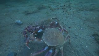 Crab Battle  about 30 feet deep [upl. by Akayas559]