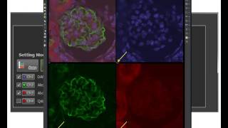 Basics in Nikon NISElements for confocal microscopy [upl. by Rolyt]