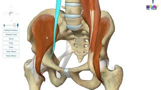 Le membre inférieur  les muscles de la région iliaque [upl. by Sheelagh381]