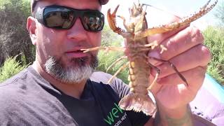 Day amp Night Freshwater Crayfish Hunt Catch and Cook [upl. by Dduj]