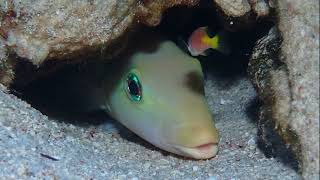 Facts The Sand Tilefish [upl. by Jorin878]